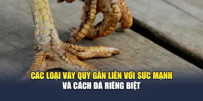 Vảy Gà Quý Dấu Hiệu Nhận Diện Chiến Kê Lừng Danh Tại QH88 3 Các loại vảy quý gắn liền với sức mạnh và cách đá riêng biệt