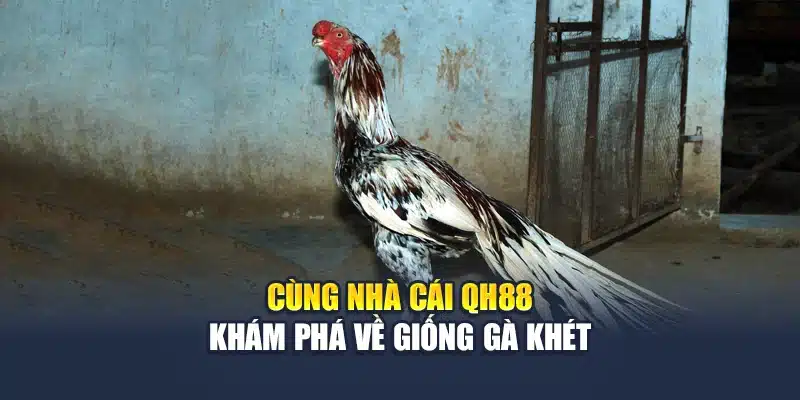 Gà Khét Là Gì? Bí Quyết Nuôi Dòng Gà Nổi Bật Tại QH88 2 Cùng nhà cái QH88 khám phá về giống gà khét