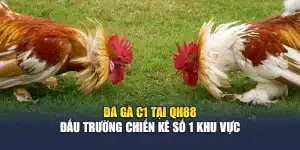 Đá Gà C1 Tại QH88 - Đấu Trường Chiến Kê Số 1 Khu Vực