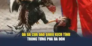 Đá Gà Cựa Dao QH88 Kịch Tính Trong Từng Pha Ra Đòn