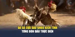 Đá Gà Cựa Dao QH88 Kịch Tính Từng Đòn Đấu Trực Diện