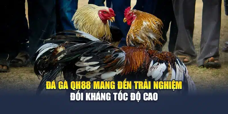 Đá Gà Cựa Dao QH88 Kịch Tính Từng Đòn Đấu Trực Diện 2 Đá gà QH88 mang đến trải nghiệm đối kháng tốc độ cao