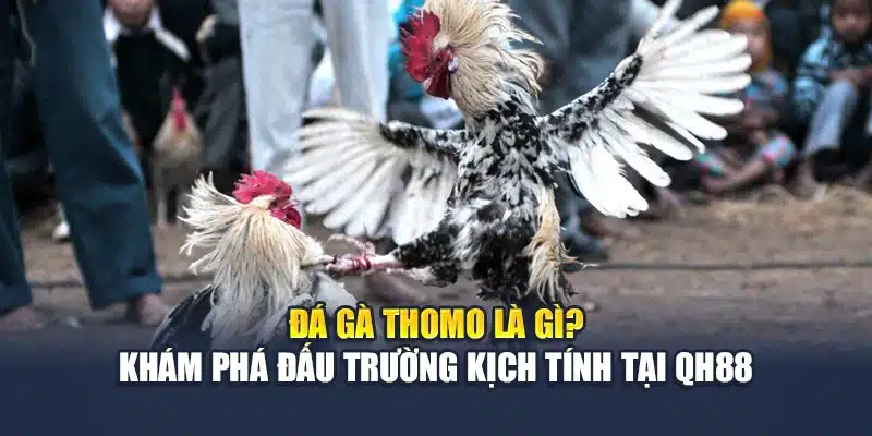 Đá Gà Thomo Là Gì? Khám Phá Đấu Trường Kịch Tính Tại QH88 1 Đá Gà Thomo Là Gì? Khám Phá Đấu Trường Kịch Tính Tại QH88