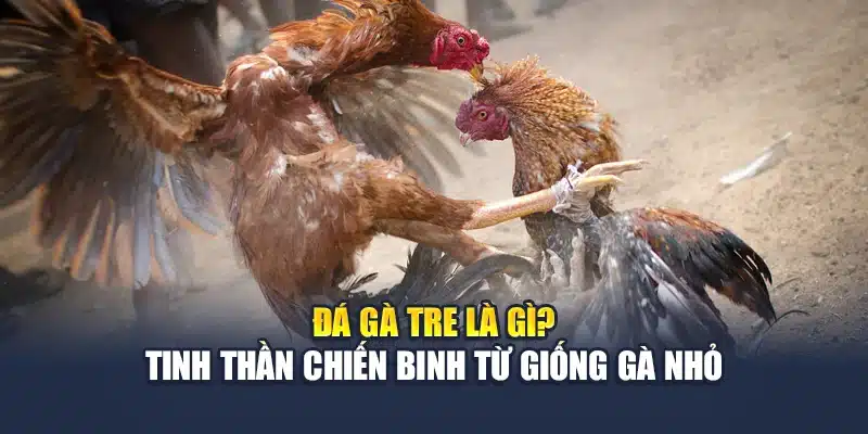 Đá Gà Tre Là Gì? Tinh Thần Chiến Binh Từ Giống Gà Nhỏ 1 Đá Gà Tre Là Gì? Tinh Thần Chiến Binh Từ Giống Gà Nhỏ