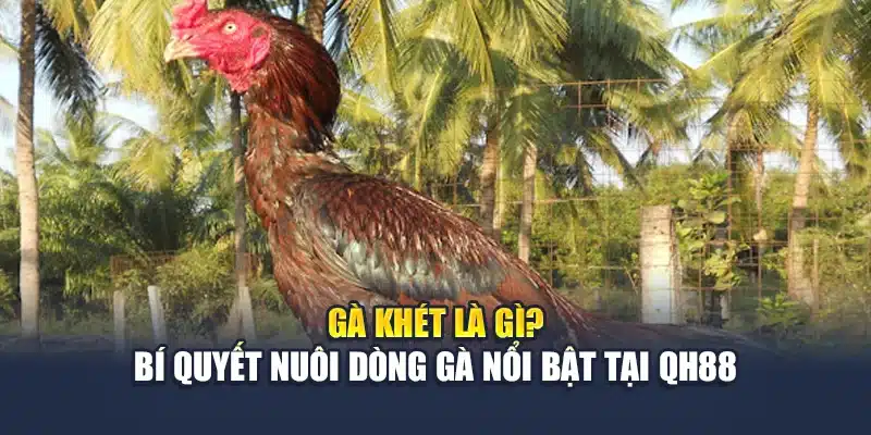 Gà Khét Là Gì? Bí Quyết Nuôi Dòng Gà Nổi Bật Tại QH88 1 Gà Khét Là Gì? Bí Quyết Nuôi Dòng Gà Nổi Bật Tại QH88