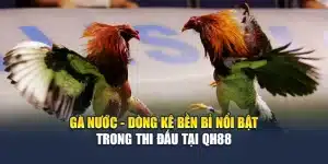 Gà Nước - Dòng Kê Bền Bỉ Nổi Bật Trong Thi Đấu Tại QH88