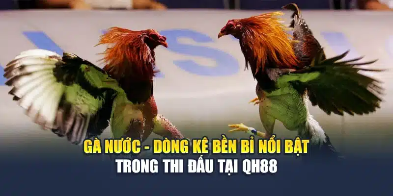 Gà Nước - Dòng Kê Bền Bỉ Nổi Bật Trong Thi Đấu Tại QH88 1 Gà Nước - Dòng Kê Bền Bỉ Nổi Bật Trong Thi Đấu Tại QH88