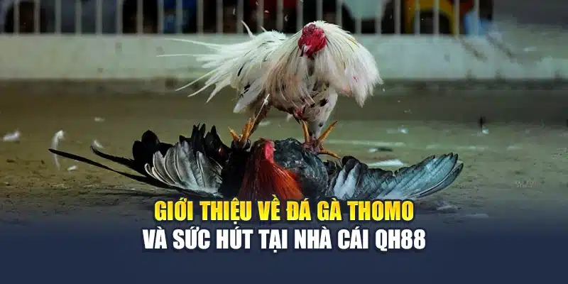 Đá Gà Thomo Là Gì? Khám Phá Đấu Trường Kịch Tính Tại QH88 2 Giới thiệu về đá gà Thomo và sức hút tại nhà cái QH88