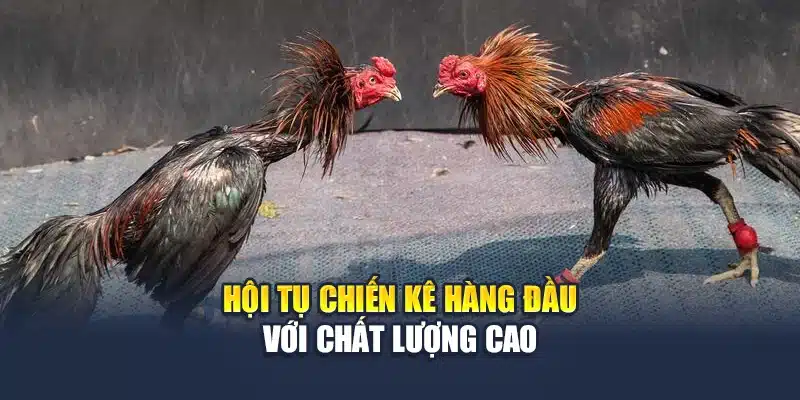 Đá Gà C1 Tại QH88 - Đấu Trường Chiến Kê Số 1 Khu Vực 2 Hội tụ chiến kê hàng đầu với chất lượng cao