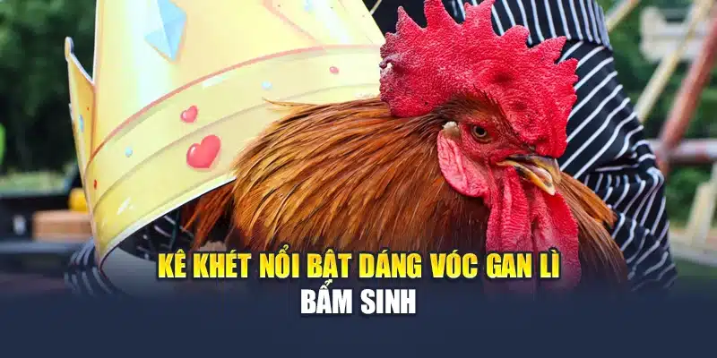 Gà Khét Là Gì? Bí Quyết Nuôi Dòng Gà Nổi Bật Tại QH88 3 Kê khét nổi bật dáng vóc gan lì bẩm sinh