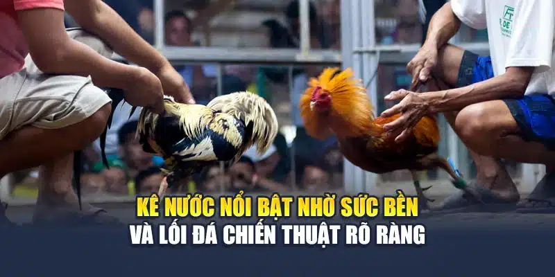 Gà Nước - Dòng Kê Bền Bỉ Nổi Bật Trong Thi Đấu Tại QH88 2 Kê nước nổi bật nhờ sức bền và lối đá chiến thuật rõ ràng