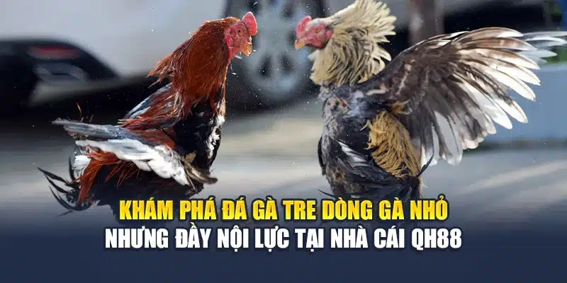 Đá Gà Tre Là Gì? Tinh Thần Chiến Binh Từ Giống Gà Nhỏ 2 Khám phá đá gà tre dòng gà nhỏ nhưng đầy nội lực tại nhà cái QH88