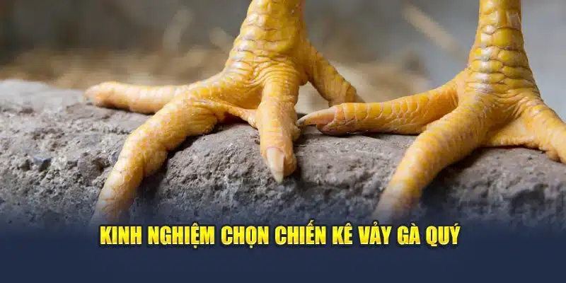 Kinh nghiệm chọn chiến kê vảy gà quý