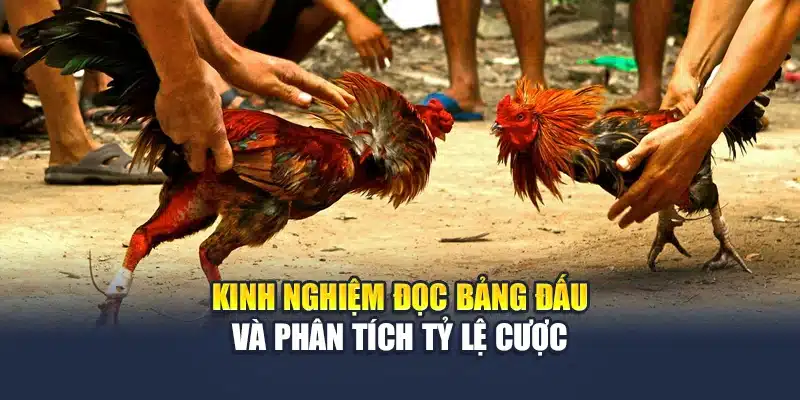 Đá Gà Thomo Là Gì? Khám Phá Đấu Trường Kịch Tính Tại QH88 4 Kinh nghiệm đọc bảng đấu và phân tích tỷ lệ cược