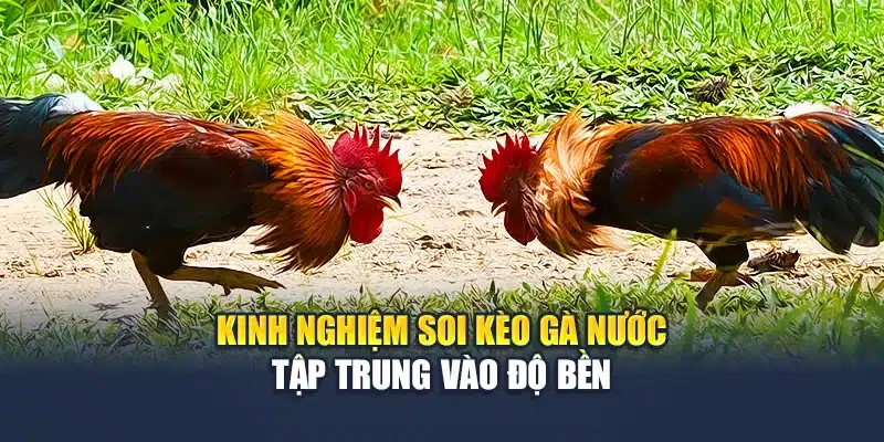 Gà Nước - Dòng Kê Bền Bỉ Nổi Bật Trong Thi Đấu Tại QH88 4 Kinh nghiệm soi kèo gà nước tập trung vào độ bền