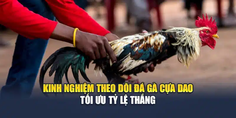Đá Gà Cựa Dao QH88 Kịch Tính Trong Từng Pha Ra Đòn 4 Kinh nghiệm theo dõi đá gà cựa dao tối ưu tỷ lệ thắng