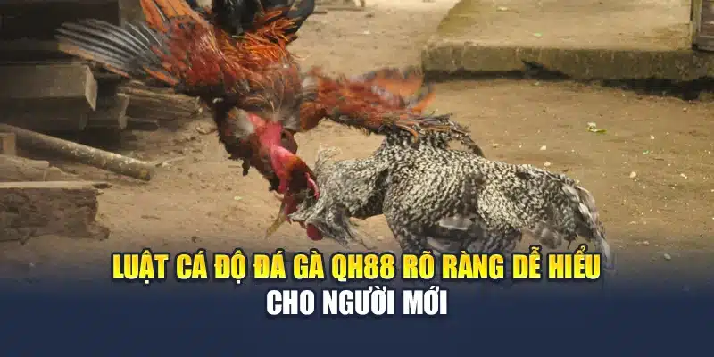 Luật Cá Độ Đá Gà QH88 Rõ Ràng Dễ Hiểu Cho Người Mới 1 Luật Cá Độ Đá Gà QH88 Rõ Ràng Dễ Hiểu Cho Người Mới