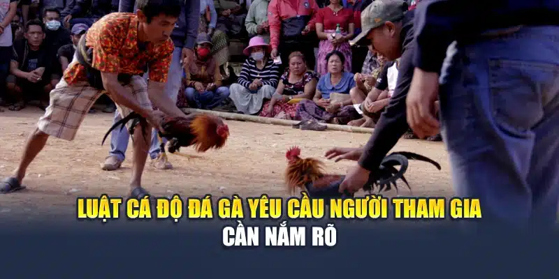 Luật Cá Độ Đá Gà QH88 Rõ Ràng Dễ Hiểu Cho Người Mới 4 Luật cá độ đá gà yêu cầu người tham gia cần nắm rõ