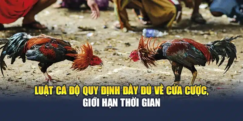 Luật Cá Độ Đá Gà QH88 Rõ Ràng Dễ Hiểu Cho Người Mới 2 Luật cá độ quy định đầy đủ về cửa cược, giới hạn thời gian