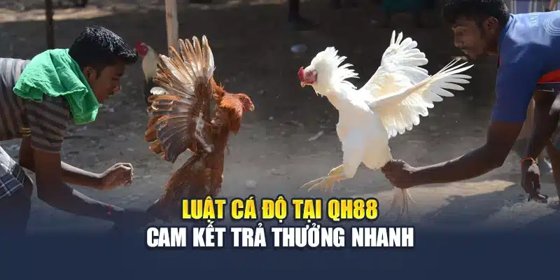 Luật Cá Độ Đá Gà QH88 Rõ Ràng Dễ Hiểu Cho Người Mới 3 Luật cá độ tại QH88 cam kết trả thưởng nhanh