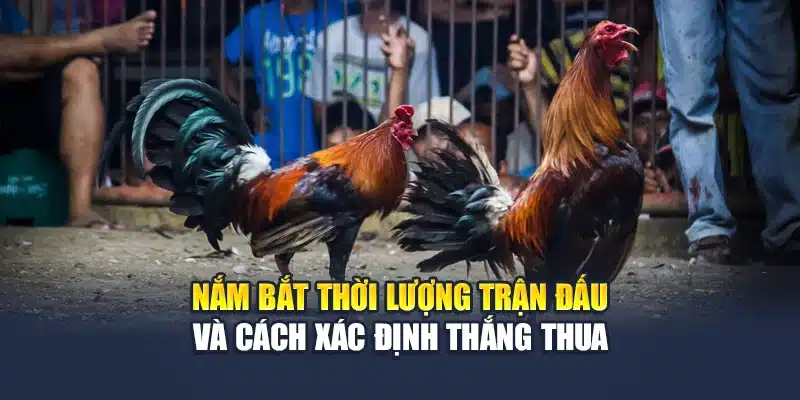 Đá Gà Thomo Là Gì? Khám Phá Đấu Trường Kịch Tính Tại QH88 3 Nắm bắt thời lượng trận đấu và cách xác định thắng thua