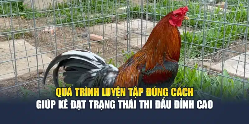 Gà Khét Là Gì? Bí Quyết Nuôi Dòng Gà Nổi Bật Tại QH88 4 Quá trình luyện tập đúng cách giúp kê đạt trạng thái thi đấu đỉnh cao