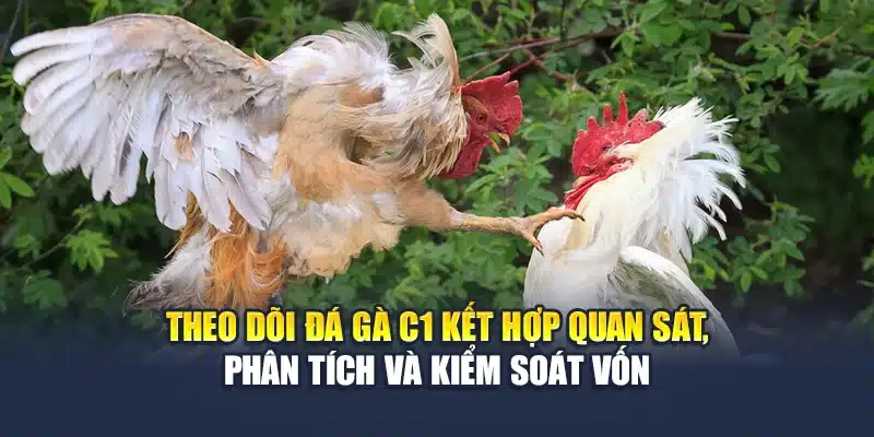 Đá Gà C1 Tại QH88 - Đấu Trường Chiến Kê Số 1 Khu Vực 4 Theo dõi đá gà C1 kết hợp quan sát, phân tích và kiểm soát vốn