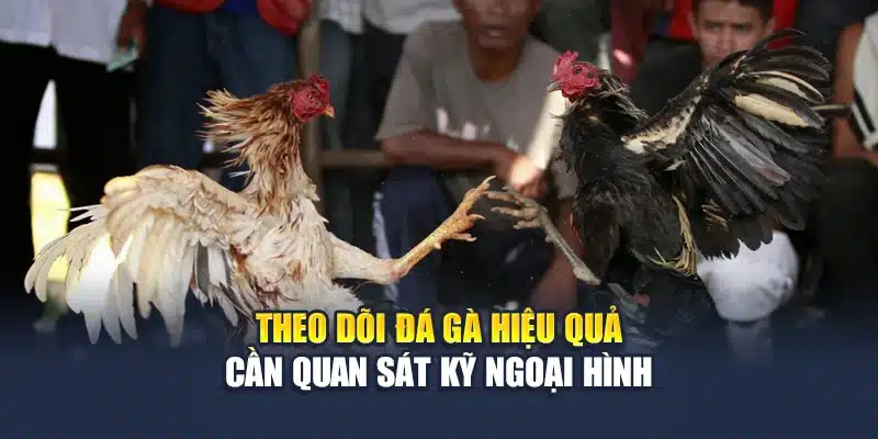 Đá Gà Cựa Dao QH88 Kịch Tính Từng Đòn Đấu Trực Diện 4 Theo dõi đá gà hiệu quả cần quan sát kỹ ngoại hình