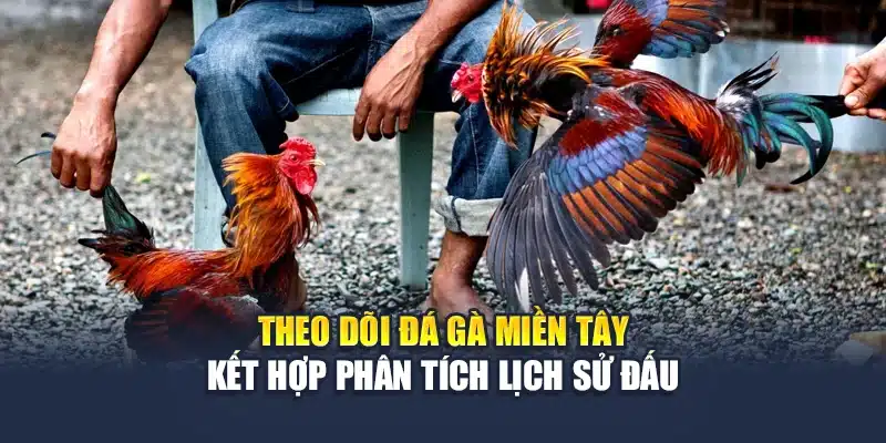 Đá Gà Miền Tây QH88 Tái Hiện Chuẩn Chất Trường Gà Dân Dã 4 Theo dõi đá gà miền Tây kết hợp phân tích lịch sử đấu