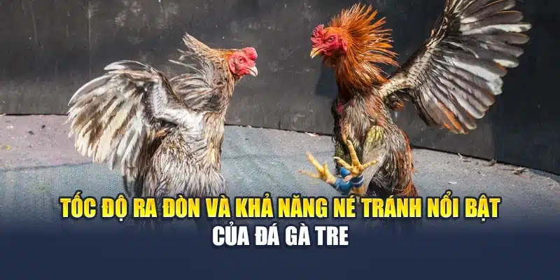 Đá Gà Tre Là Gì? Tinh Thần Chiến Binh Từ Giống Gà Nhỏ 3 Tốc độ ra đòn và khả năng né tránh nổi bật của đá gà tre