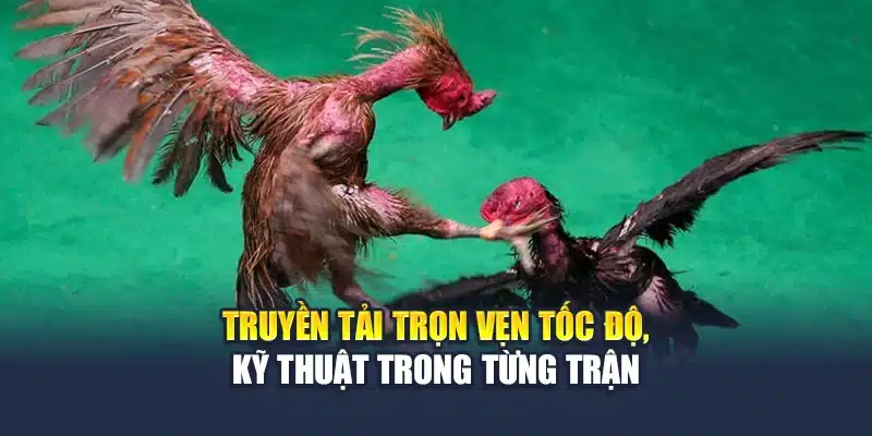 Đá Gà Cựa Dao QH88 Kịch Tính Trong Từng Pha Ra Đòn 2 Truyền tải trọn vẹn tốc độ, kỹ thuật trong từng trận