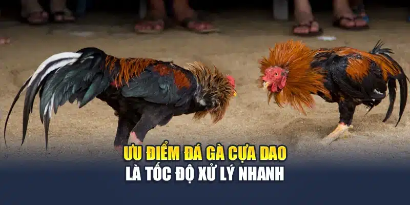 Đá Gà Cựa Dao QH88 Kịch Tính Từng Đòn Đấu Trực Diện 3 Ưu điểm đá gà cựa dao là tốc độ xử lý nhanh