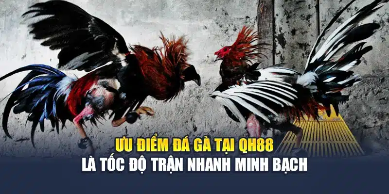Đá Gà C1 Tại QH88 - Đấu Trường Chiến Kê Số 1 Khu Vực 3 Ưu điểm đá gà tại QH88 là tốc độ trận nhanh minh bạch