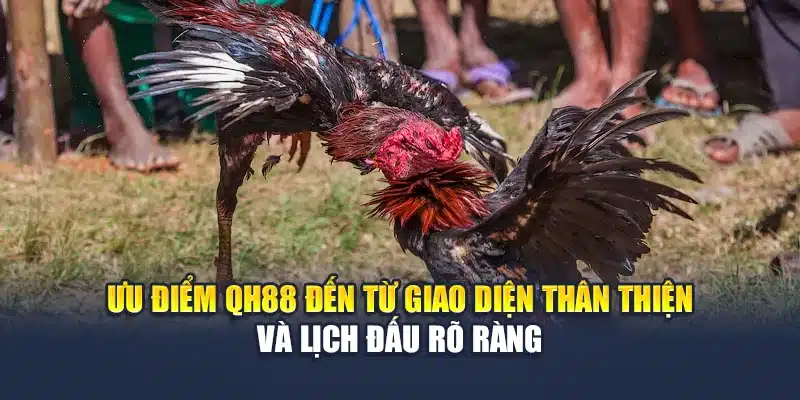 Đá Gà Cựa Dao QH88 Kịch Tính Trong Từng Pha Ra Đòn 3 Ưu điểm QH88 đến từ giao diện thân thiện và lịch đấu rõ ràng
