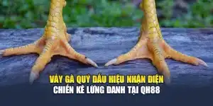 Vảy Gà Quý Dấu Hiệu Nhận Diện Chiến Kê Lừng Danh Tại QH88