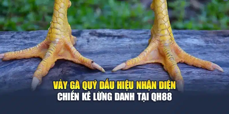 Vảy Gà Quý Dấu Hiệu Nhận Diện Chiến Kê Lừng Danh Tại QH88