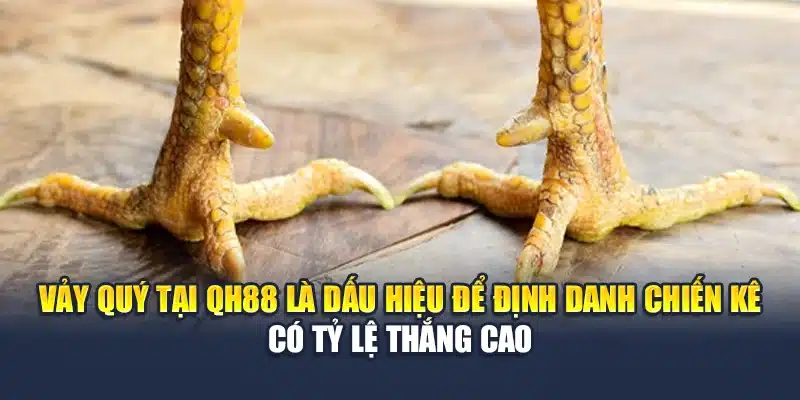 Vảy quý tại QH88 là dấu hiệu để định danh chiến kê có tỷ lệ thắng cao